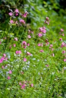 Silene dioica - red campion with forget-me-not - Myosotis sylvatica , syn. M. alpestris