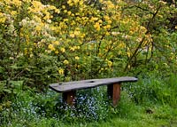 Bench in woodland glade with Rhododendron luteum - honeysuckle azalea behind and forget-me-not - Myosotis sylvatica , syn. M. alpestris underneath