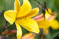 Hemerocallis 'Corky' - Alnarp, Malmo, Sweden