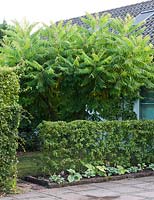 Rhus typhina - Private garden, Malmo, Sweden