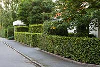 Cut hedges of Fagus sylvatica outside modern Scandinavian house - early September - Private garden, Malmo, Sweden