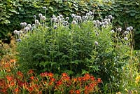 Hemerocallis 'Sammy Russell' in front of Echinops sphaerocephalus - August - Alnarp, Malmo, Sweden,