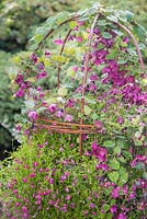 A quirky and naturalistic container featuring Rhodochiton atrosanguineus, Lobelia 'Trailing Red' and a woven willow frame