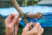 Securing fabric to hazel sticks using string, to create an awning canopy