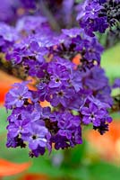 Heliotropium arborescens 'Butterfly Kisses'