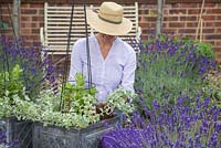 Woman planting Helichrysum petiolare around Mandevilla Jade 'Scarlet' Diamantina series