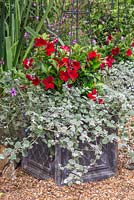 Container planted with Helichrysum petiolare and Mandevilla Jade 'Scarlet' Diamantina series