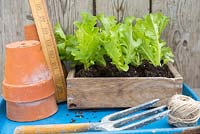 Lettuce plugs on blue tray with string, ruler, hand fork and pots
