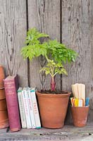 Small Angelica plant accompanied with gardening books and plant labels