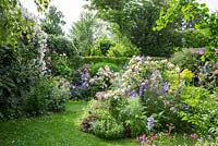 Urban summer garden of a pottery maker with mixed borders, a lawn, a box sphere and a hedge. Decorative ceramic objects add blue colours to the planting with Rosa 'Ballerina', 'Eden Rose', 'Paul's Himalayan Musk', Astrantia, Buxus, Campanula persicifolia var. sessiliflora, Foeniculum vulgare and Lonicera tellmanniana