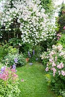 Rose garden with arch, perennials and a lawn, Rosa 'Ballerina', 'Paul's Himalayan Musk', Astrantia, Bergenia, Campanula persicifolia var. sessiliflora