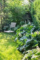 Wooden metal garden chair on a lawn next to Hosta planting backed by yew 'Elegans' Hosta Sieboldiana-Group, Acer palmatum.