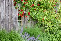Rosa 'Flammentanz' and Nepeta Faassenii by window of an historic farmhouse, with ornamental grasses