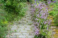 Granite paved garden path overgrown with Campanula poscharskyana 'Lisduggan'