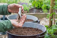 Emptying Chard 'Pot of Gold' seeds into hand