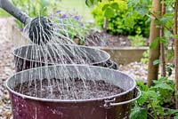 Watering freshly sown Chard 'Pot of Gold' seeds