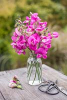 Floral arrangement of Lathyrus latifolius in a glass vase