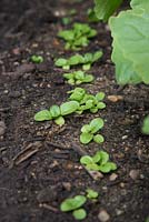 Growth development of Mache 'Big Seeded' - Valerianella Locusta seedlings