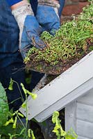 Neatly tuck the ends of the sedum matting flush to the dog kennel roof - creating a living roof