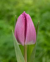 Tulipa Debutante donker roze paars