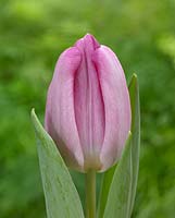 Tulipa Debutante middel rose paars
