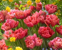 Tulipa 'Adore'