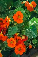 Tropaeolum majus, Alaska series 