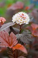 Physocarpus opulifolius 'Lady in Red' syn, Spiraea opulifolius, Ninebark