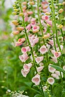 Digitalis purpurea 'Sutton's Apricot' - foxgloves