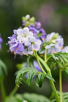 Polemonium caeruleum - Jacob's-ladder, Greek valerian