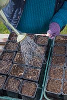 Watering freshly planted Montbretia 'George Davison' - Crocosmia crocosmiiflora bulbs