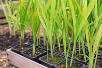 Crocosmia crocosmiiflora 'George Davison'. Growth development of Montbretia 