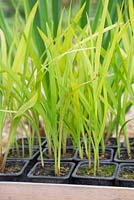 Crocosmia crocosmiiflora 'George Davison'. Growth development of Montbretia 