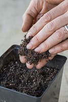 Adding a layer of compost over freshly sown Setaria italica 'Lowlander' seeds