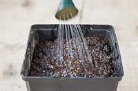 Watering freshly sown Setaria italica 'Lowlander' seeds