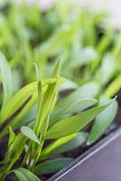 Setaria italica 'Lowlander' seedlings - Growth development 