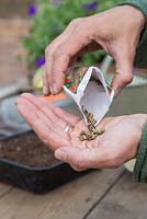 Emptying Zinnia tenuifolia 'Red Spider' seeds into hand