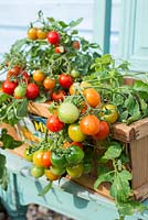 Tomatoes, outdoor type, 'Tumbling Red', displayed in vintage wooden vegetable box.