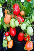 Solanum lycopersicum, plum type fruits, 'Rio Grande' - Greenhouse Tomato 