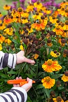 Female gardener dead heading Heleniums, Sahins Early Flowerer.