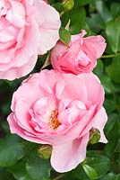 Rosa The Halcyon Days Rose 'Korparesni'