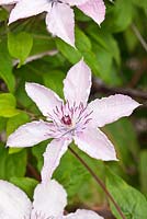 Clematis 'Hagley Hybrid'