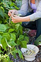 Woman picking french beans 'Merveille de Piemonte'