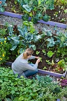 Planting lettuce in raised bed.