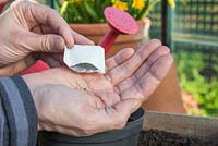 Emptying Tomato 'Alicante' - Lycopersicon esculentum seeds into hand