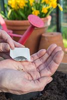 Emptying Tomato 'Alicante' - Lycopersicon esculentum seeds into hand