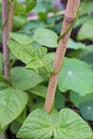 Phaseolus vulgaris  'Blue Lake' - French bean climbing garden cane