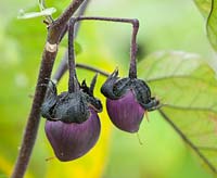 Solanum melongena - aubergine money maker f1 