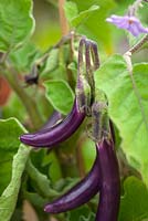 Solanum melongena - aubergine farmers long f1 