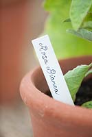 Close up of label of solanum melongena - aubergine rosa bianca 